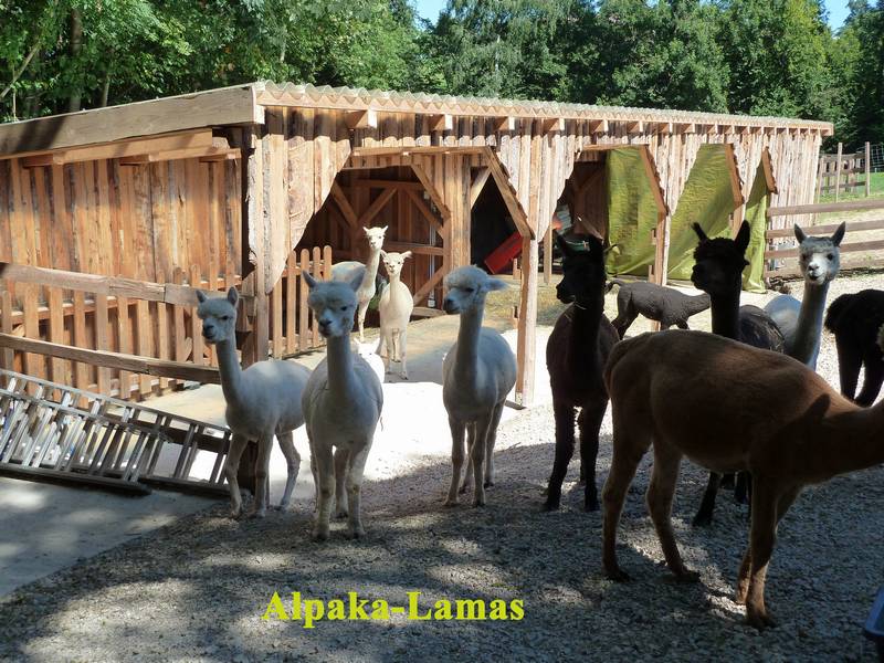n_05 Alpaka Lamas.jpg